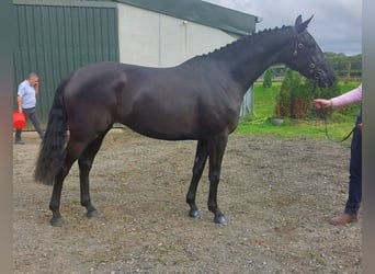 Irish Sport Horse, Mare, 5 years, 16 hh, Black