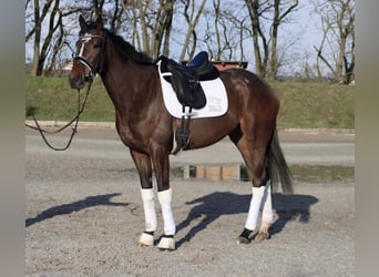 Irish Sport Horse, Mare, 5 years, 16 hh, Brown