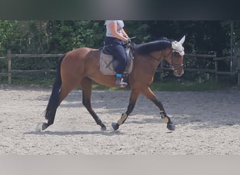 Irish Sport Horse, Mare, 5 years, 16 hh, Brown