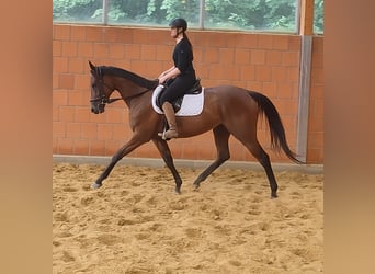 Irish Sport Horse, Mare, 5 years, 16 hh, Brown