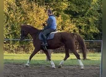 Irish Sport Horse, Mare, 5 years, 16 hh, Chestnut-Red