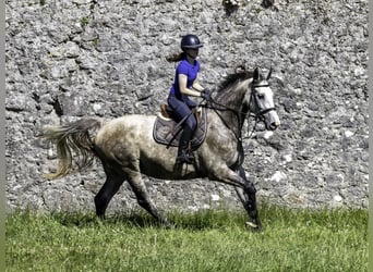 Irish Sport Horse, Mare, 5 years, 16 hh, Grey