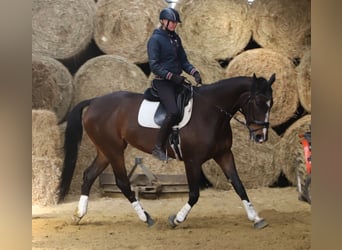 Irish Sport Horse Mix, Mare, 5 years, 16,1 hh, Bay-Dark
