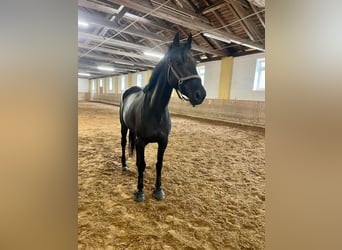 Irish Sport Horse, Mare, 5 years, 16,1 hh, Black