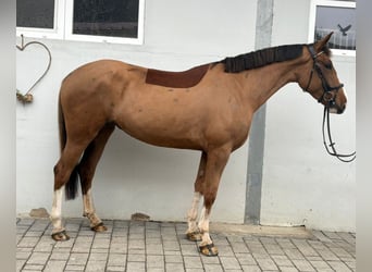 Irish Sport Horse, Mare, 5 years, 16,1 hh, Chestnut-Red