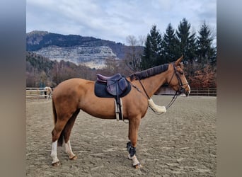 Irish Sport Horse, Mare, 5 years, 16,1 hh, Chestnut-Red