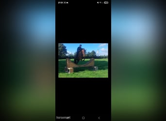 Irish Sport Horse, Mare, 5 years, 16,2 hh, Chestnut