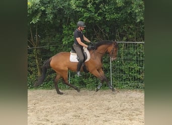Irish Sport Horse, Mare, 5 years, 17 hh, Brown