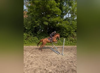 Irish Sport Horse, Mare, 5 years, Chestnut-Red