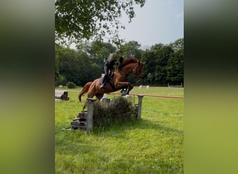 Irish Sport Horse, Mare, 5 years, Chestnut-Red
