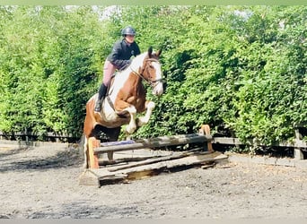 Irish Sport Horse, Mare, 5 years, Pinto