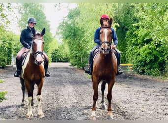 Irish Sport Horse, Mare, 5 years, Pinto