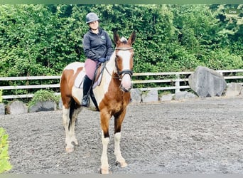 Irish Sport Horse, Mare, 5 years, Pinto