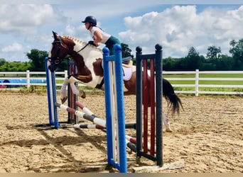 Irish Sport Horse, Mare, 5 years, Pinto