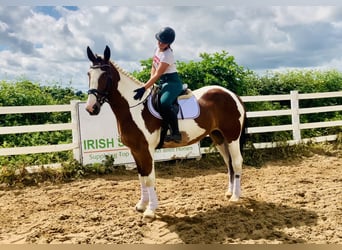 Irish Sport Horse, Mare, 5 years, Pinto