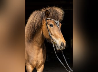 Irish Sport Horse, Mare, 6 years, 13,2 hh, Brown