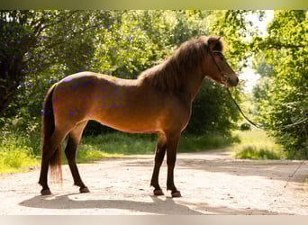 Irish Sport Horse, Mare, 6 years, 13,2 hh, Brown