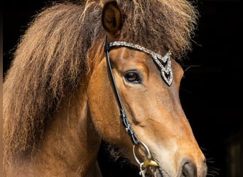 Irish Sport Horse, Mare, 6 years, 13,2 hh, Brown
