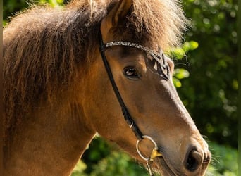 Irish Sport Horse, Mare, 6 years, 13,2 hh, Brown