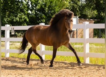 Irish Sport Horse, Mare, 6 years, 13,2 hh, Brown