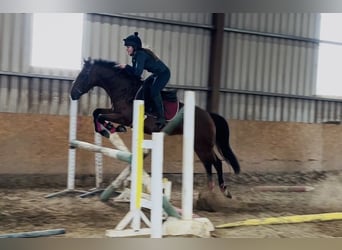 Irish Sport Horse, Mare, 6 years, 14.1 hh, Brown-Light