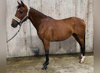 Irish Sport Horse, Mare, 6 years, 14.1 hh, Brown-Light