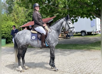 Irish Sport Horse, Mare, 6 years, 14.1 hh, Gray-Dapple