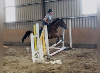 Irish Sport Horse, Mare, 6 years, 14.2 hh, Bay