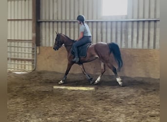 Irish Sport Horse, Mare, 6 years, 14.2 hh, Bay