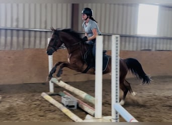 Irish Sport Horse, Mare, 6 years, 14.2 hh, Bay