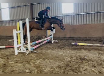 Irish Sport Horse, Mare, 6 years, 15.1 hh, Bay