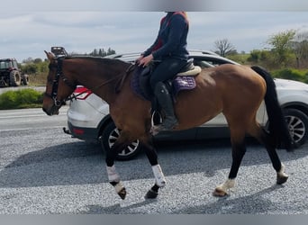 Irish Sport Horse, Mare, 6 years, 15.1 hh, Bay