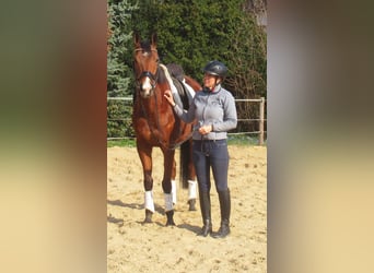 Irish Sport Horse, Mare, 6 years, 15.1 hh, Brown