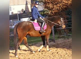Irish Sport Horse, Mare, 6 years, 15.2 hh, Bay-Dark