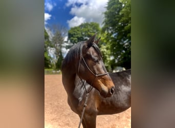 Irish Sport Horse, Mare, 6 years, 15.2 hh, Black