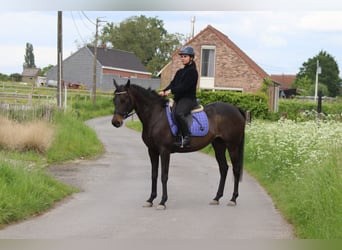 Irish Sport Horse, Mare, 6 years, 15.2 hh, Black