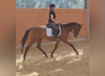Irish Sport Horse, Mare, 6 years, 15.2 hh, Brown