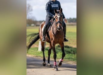 Irish Sport Horse Mix, Mare, 6 years, 15.2 hh, Brown
