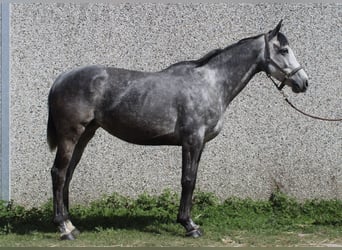 Irish Sport Horse Mix, Mare, 6 years, 15.2 hh, Grey-Blue-Tan