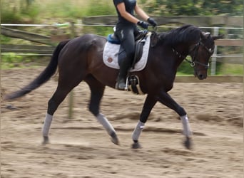 Irish Sport Horse, Mare, 6 years, 15.3 hh, Black