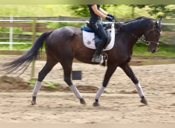 Irish Sport Horse, Mare, 6 years, 15.3 hh, Black