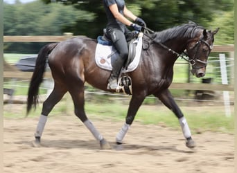 Irish Sport Horse, Mare, 6 years, 15.3 hh, Black