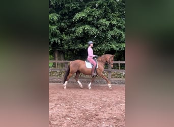 Irish Sport Horse, Mare, 6 years, 15.3 hh, Chestnut