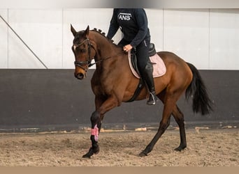 Irish Sport Horse Mix, Mare, 6 years, 15.3 hh