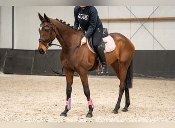 Irish Sport Horse Mix, Mare, 6 years, 15.3 hh