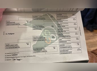 Irish Sport Horse, Mare, 6 years, 15,1 hh, Bay