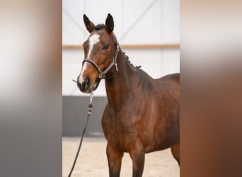 Irish Sport Horse Mix, Mare, 6 years, 15,2 hh, Brown