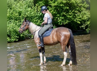 Irish Sport Horse Mix, Mare, 6 years, 15,2 hh, Pinto