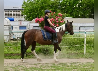 Irish Sport Horse Mix, Mare, 6 years, 15,2 hh, Pinto