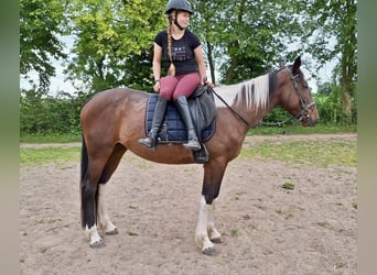 Irish Sport Horse Mix, Mare, 6 years, 15,2 hh, Pinto